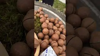 Hazel Nut 400 Per Kg  only wholesaler contact #shorts #shortvideo #cashewkernels