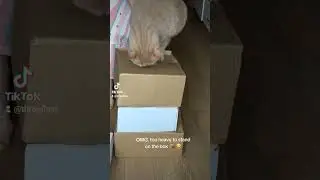 meme unboxing #cutecat #funnyshorts #unboxing