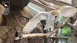 International Owl Awareness Day