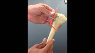 Tibia