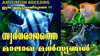 മാലാഖ മൽസ്യങ്ങൾക്കായ് സ്വർഗരാജ്യമൊരുക്കി  Overseas Aquatics, How to breed AngelFish in Malayalam