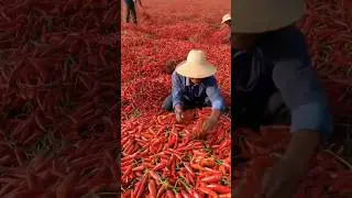 how to forming #fruit #vegetables #farming #gardening #satisfying