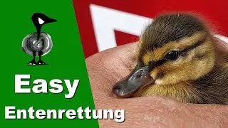 Easy Entenrettung - Tiernotruf #257