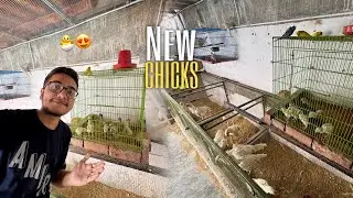 New Chicks🐣😍Agye Or Pura Setup Ki Cleaning🧹🫩