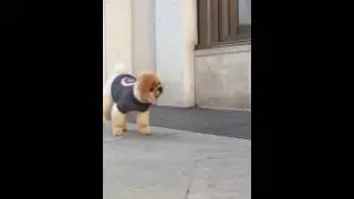 Thirty first Musical.ly jiffpom