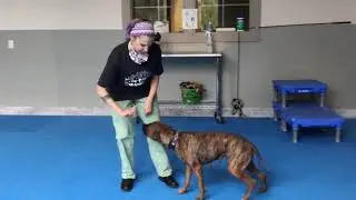 PMSPCA Adoptable Pet of the Week - Moon