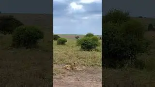 The Queen on the hunt! #lioness #wildlife #safari #kenya