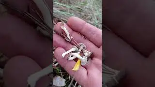 Trompetillas blancas.🍄🍄 Cantharellus lutescens Variante Zofiolus. Impresionante, lo nunca visto 🧐🤪