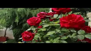 Hotel Albergo Giardino Balatongy&ouml;r&ouml;k