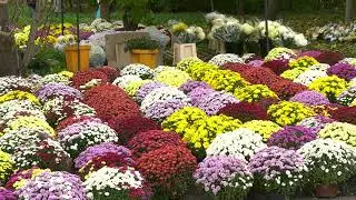 Ostatnie przygotowania do Wszystkich Świętych 31.10.2023
