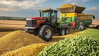 Top Cash Crops of the USA Driving the Agricultural Economy