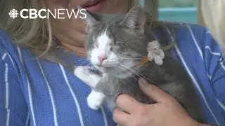 This blind tabby cat from Steinbach, Man., stars in Stephen King film