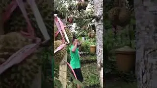 Durian Kane berbuah lebat bisa hasilkan 5 Jt / Pohon