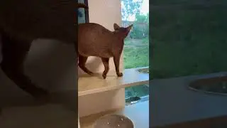 I can&rsquo;t understand how it&rsquo;s happpens 🤔 #shots #abyssinian #cat #funny #animals