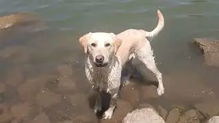 Fools Hollow Lake Cliff 🎣 🐕