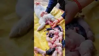Rabbit Growth - Baby rabbits grow up day by day #cute