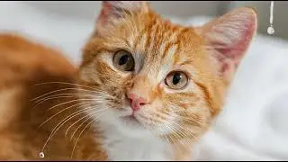 Playlist(cat purring) - Cozy Cat Cuddles 🐱❤️
