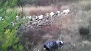 Chasse &agrave; la grive au vol &agrave; l'agachon