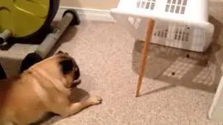 Smartest pug in the world!!