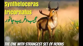 Strange Horned Animal, Synthitoceras