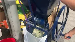 Crushing Olives for Pickling