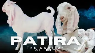 Patira Goat Ahmedabad Gujarat Indian favourite Breed Patera