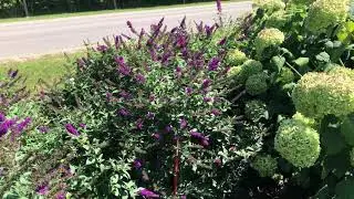 Miss Violet Butterfly Bush | gardencrossings.com