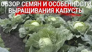Обзор семян и особенности выращивания капусты