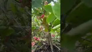 Naturally grown, no pesticides. #natural #fruit #shortvideo #nature