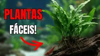 RANKING das MELHORES Plantas Fáceis para Aquário Sem Dor de Cabeça