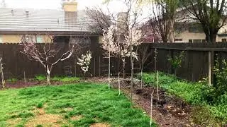 Heavy Rain California (March 2019)