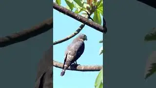 A bird sitting on tree #shorts