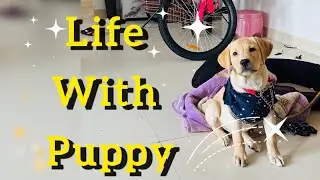Naughty Puppy Oscar Stealing Hearts ❤️ | Cute Masti, Learning & Family Attachment