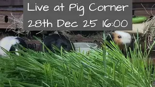 The House at Pig Corner Live 28th December 16:00