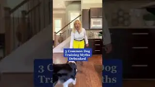 3 Common Dog Training Myths Debunked 🤯 #dogs #dogowner #dogmom