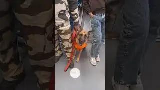Heartwarming Dog Reunion: Watch His Incredible Reaction to His Master's Voice! dog reunion