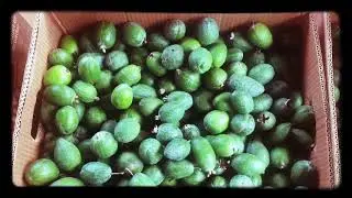 Мандарины, мимоза оптом 89209505089