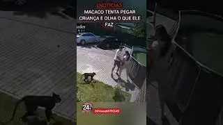 URGENTE: MACACO TENTA PEGAR CRIAN&Ccedil;A