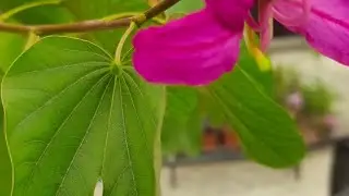 Medicinal plant ☘️🌵 Kachnar 