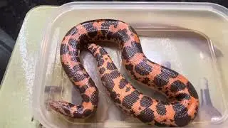 New large female Dodoma Kenyan sand boa snake #kenyansandboa #reptiles #animals #snake #pets #python