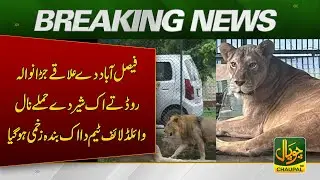 In Faisalabad area on Jaranwala Road one member of the wildlife team was injured in a lion attack