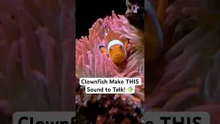 The Secret Language of Clownfish  🐠 #clownfish #naturesounds