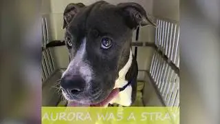 Satchel's Last Resort- Aurora's Story