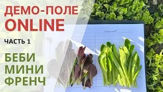 1-я часть с нашего online демо-поля. Бебилиф-салаты, мини-ромен и французская редиска