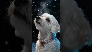 Please Subscribe &hearts;️ #puppy #bichon #cute #dogshorts #subscribe #snow #ai #love
