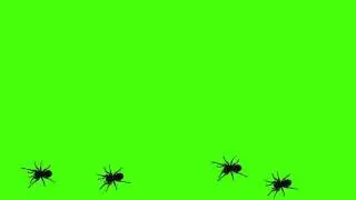 Free Green Screen Effect | Walking Spiders