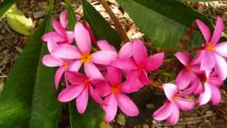 Plumeria Flower Collage - Dean Conklin Plumeria Gardens - Hawaii