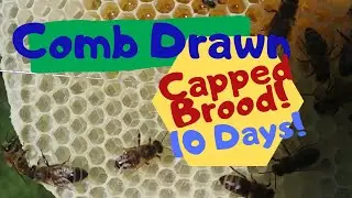 ☯️ Beekeeping  |FULL COMB DRAWN IN 10 DAYS!!! Foundationless beekeeping