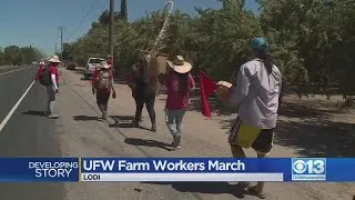 UFW farm workers march reaches Lodi
