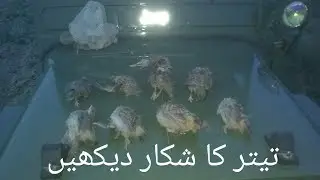 1st Partridge hunt season 2019/20 Sindh.